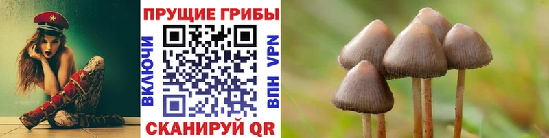 Псилоцибиновые грибы Cubensis  где найти наркотики  Никольское 